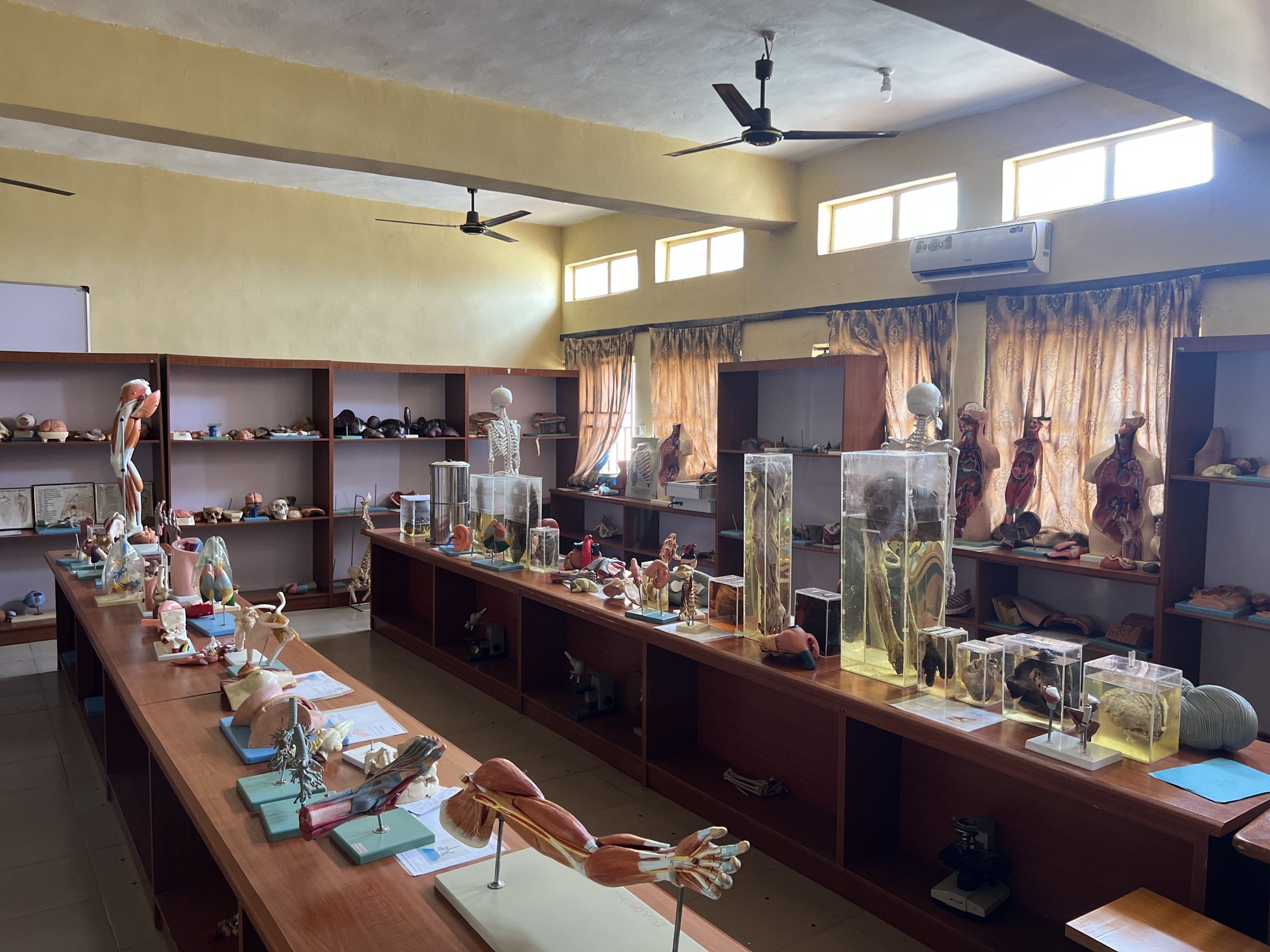 Long tables of anatomical models and preserved specimens in the anatomy museum.